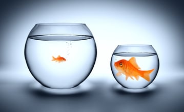 tiny fish in a big pond with any freight broker